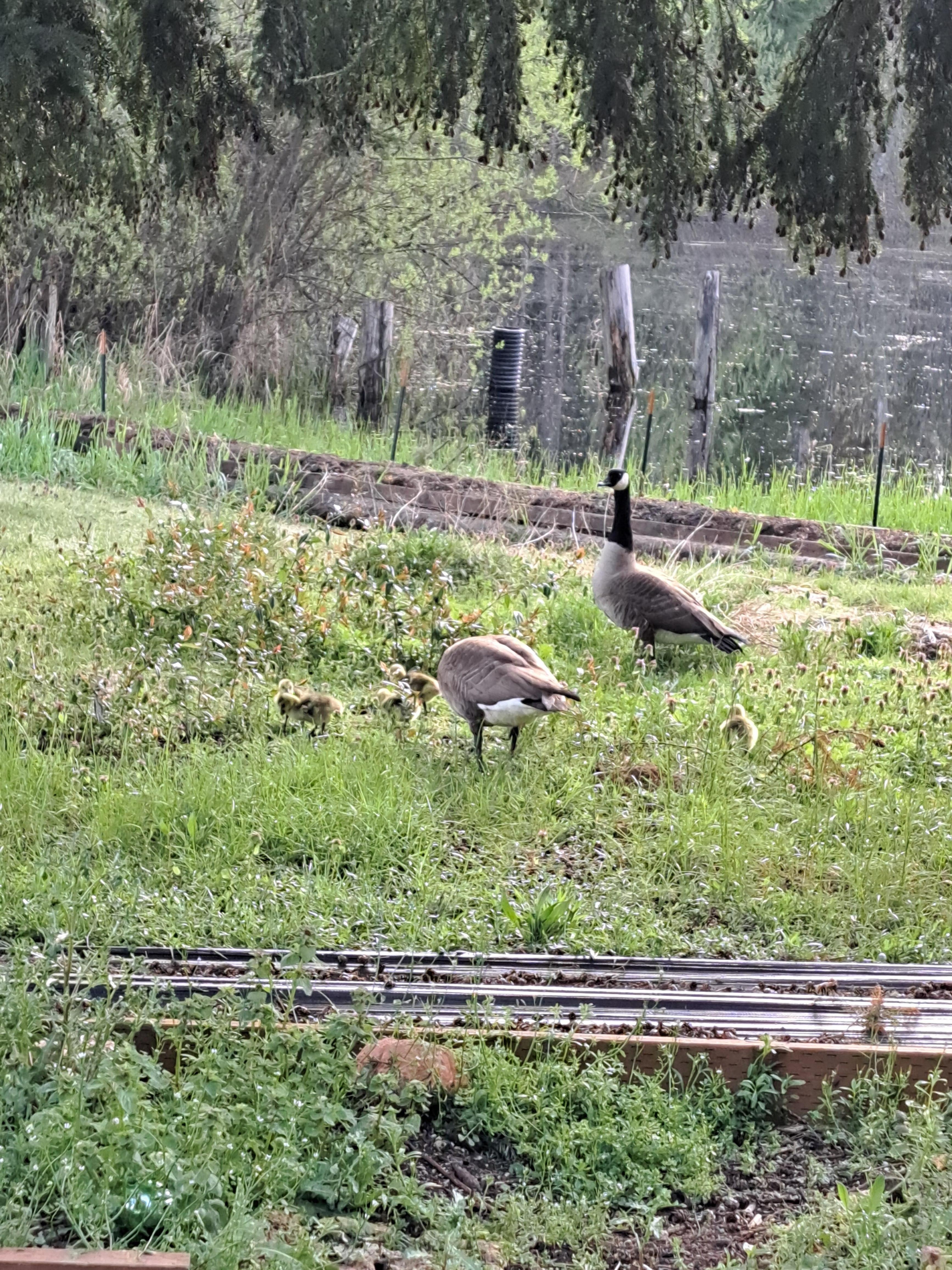 Resident geese and goslings 