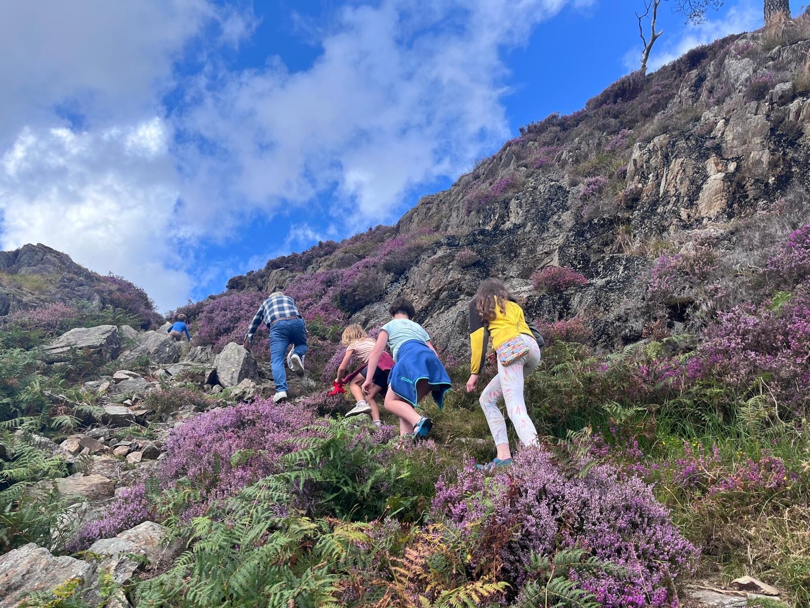 National Trust Nature Reserve near Beddgelert.