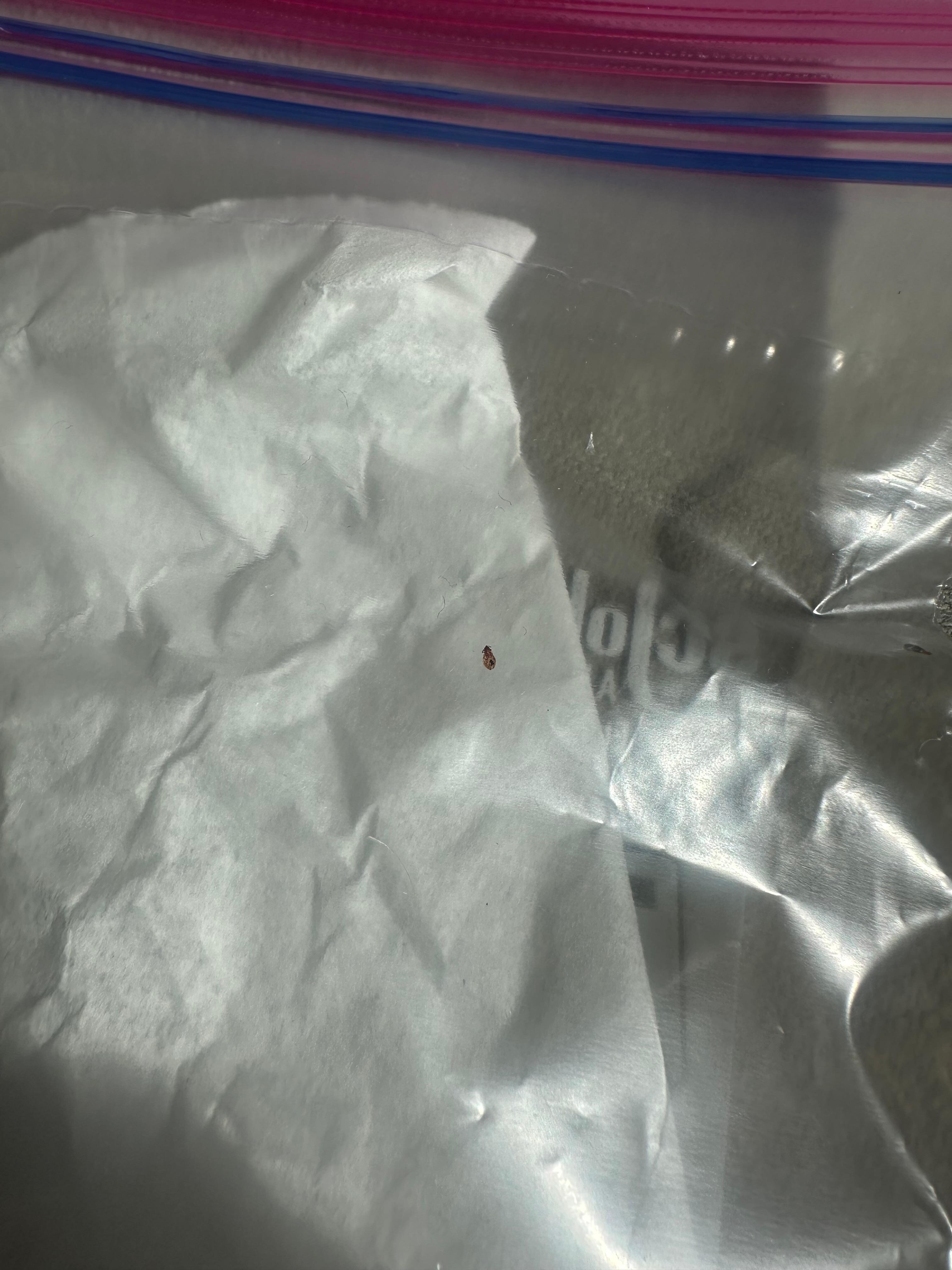 Bed bugs caught in  ziploc bag