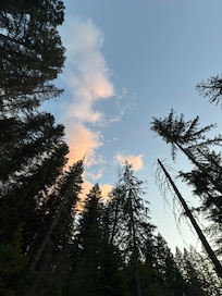Tall trees in the yard