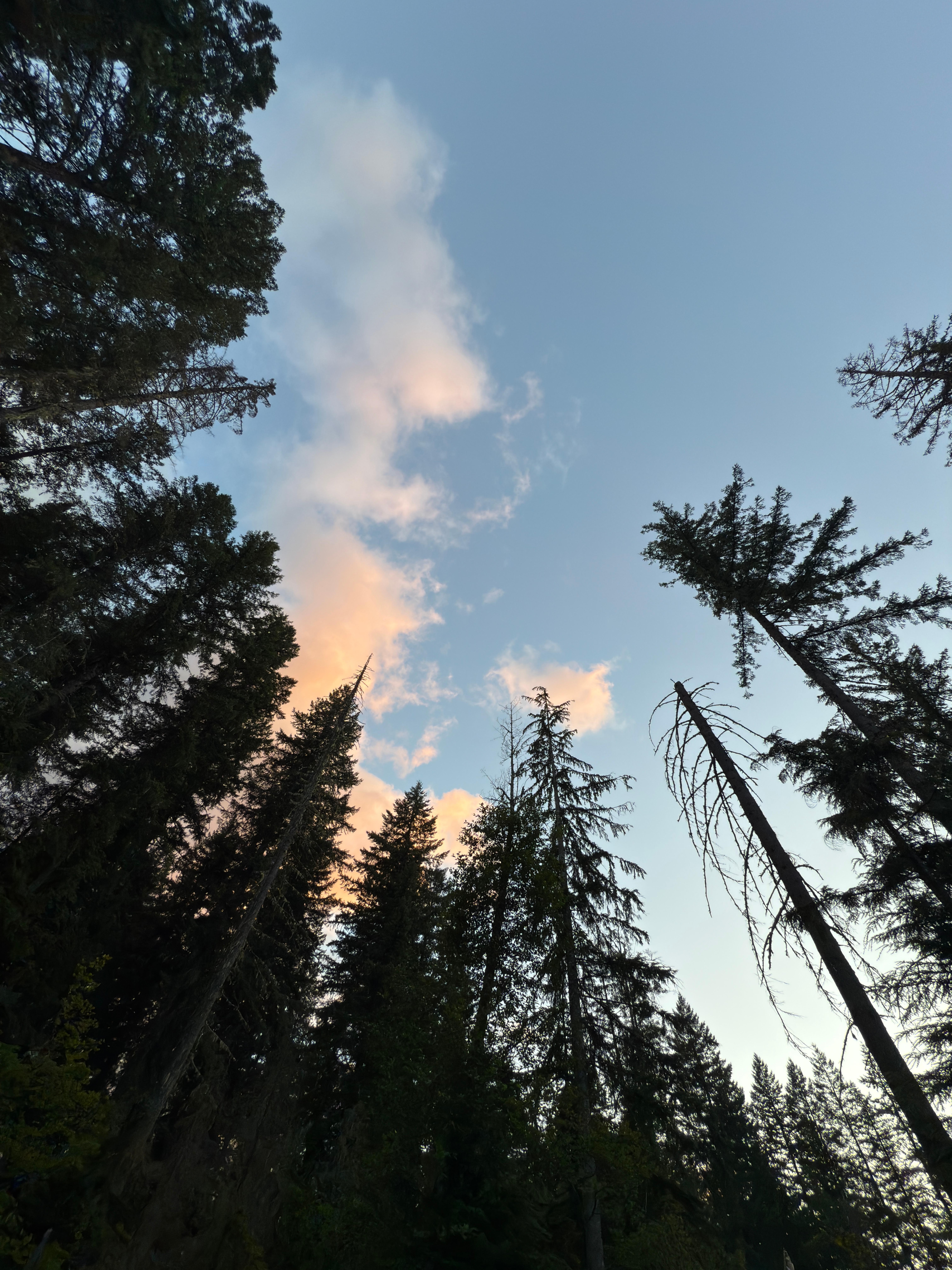 Tall trees in the yard