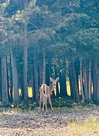Deer everywhere
