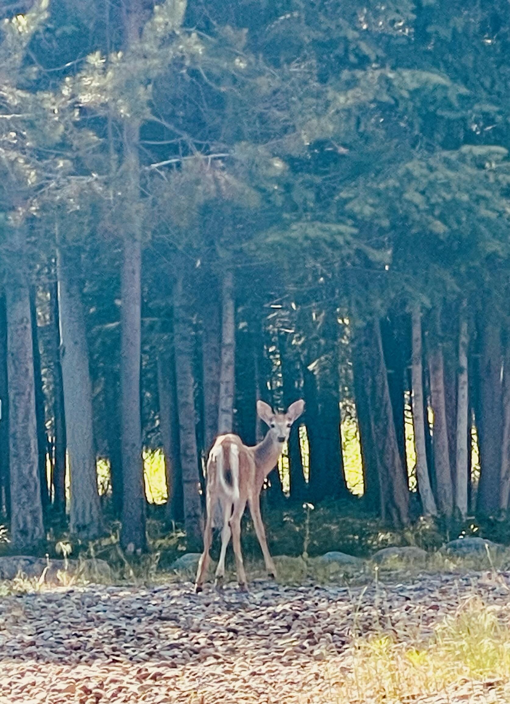 Deer everywhere