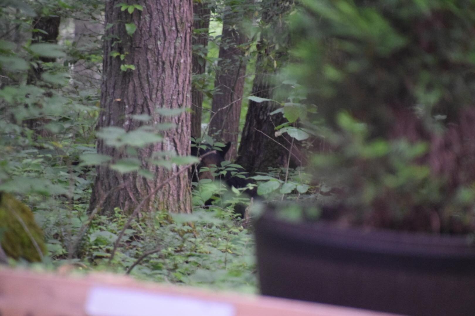 The bears were seen from the deck and driveway