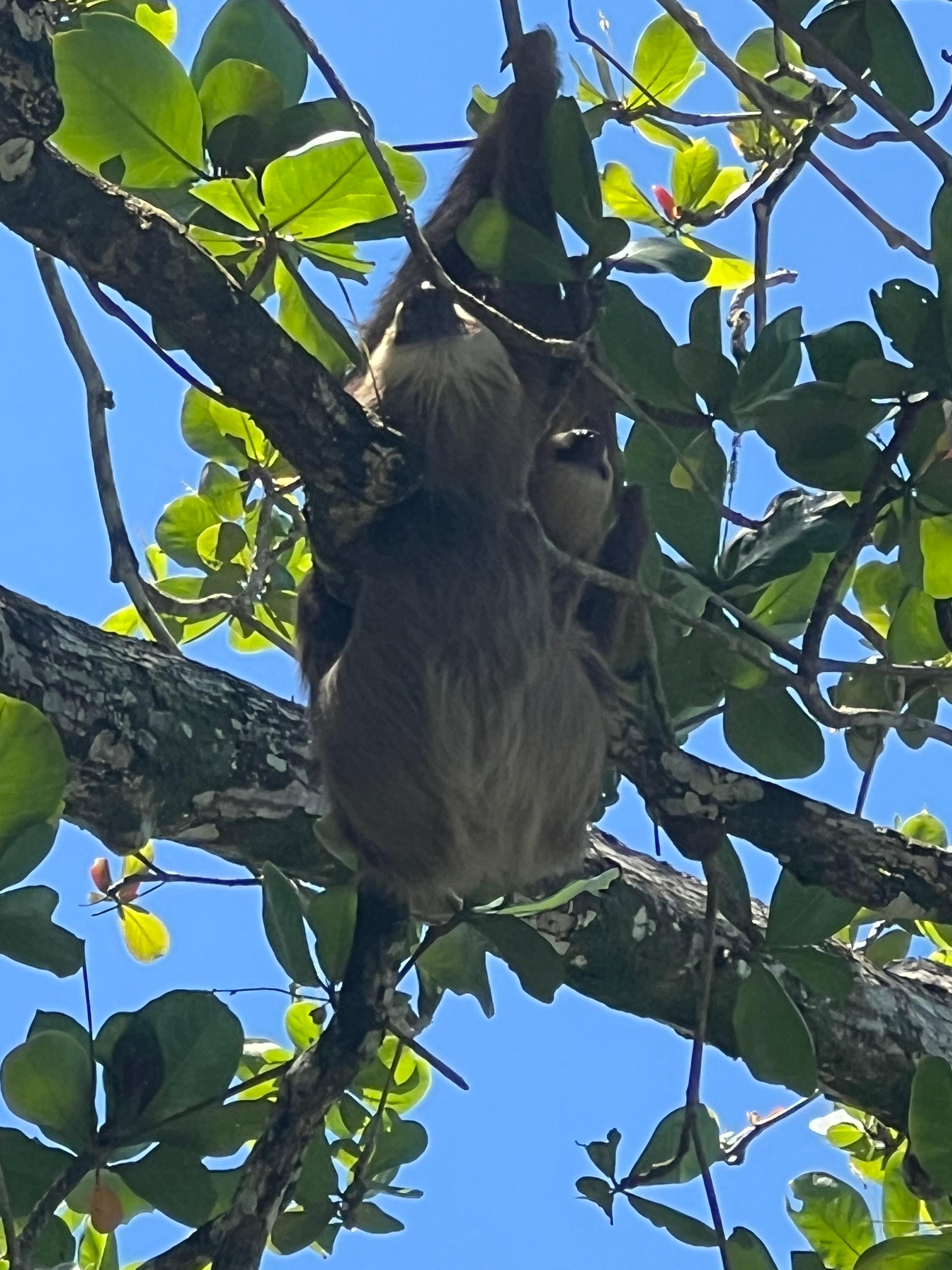 Mama/baby sloth smiling