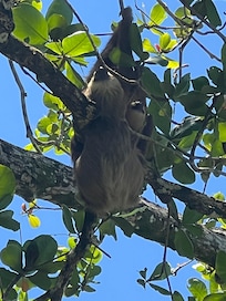 Mama/baby sloth smiling