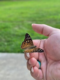 Butterflies everywhere! 💓