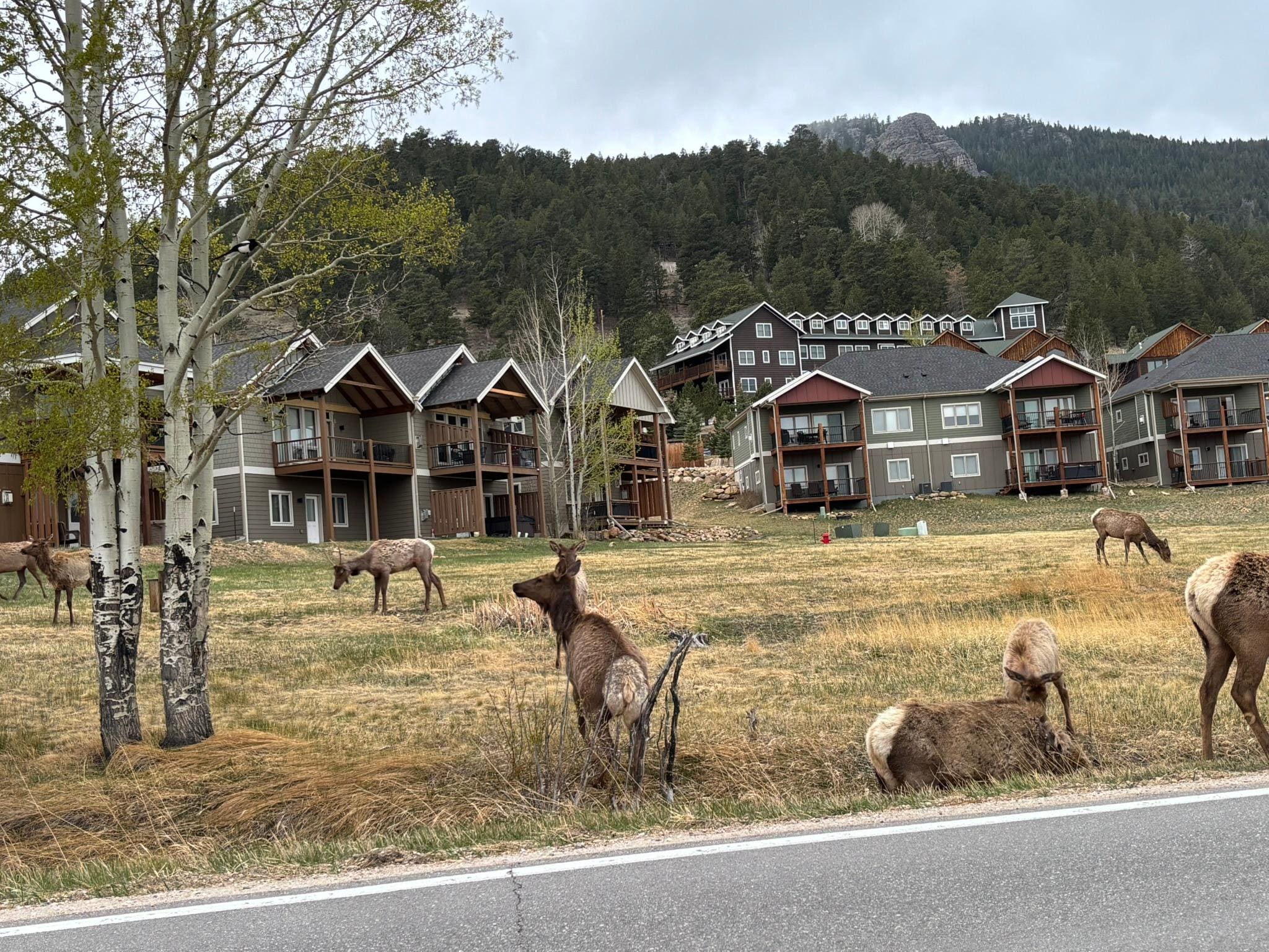 Elk in the back yard of this home.