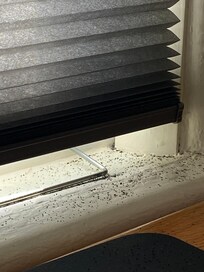 Bugs n windowsill