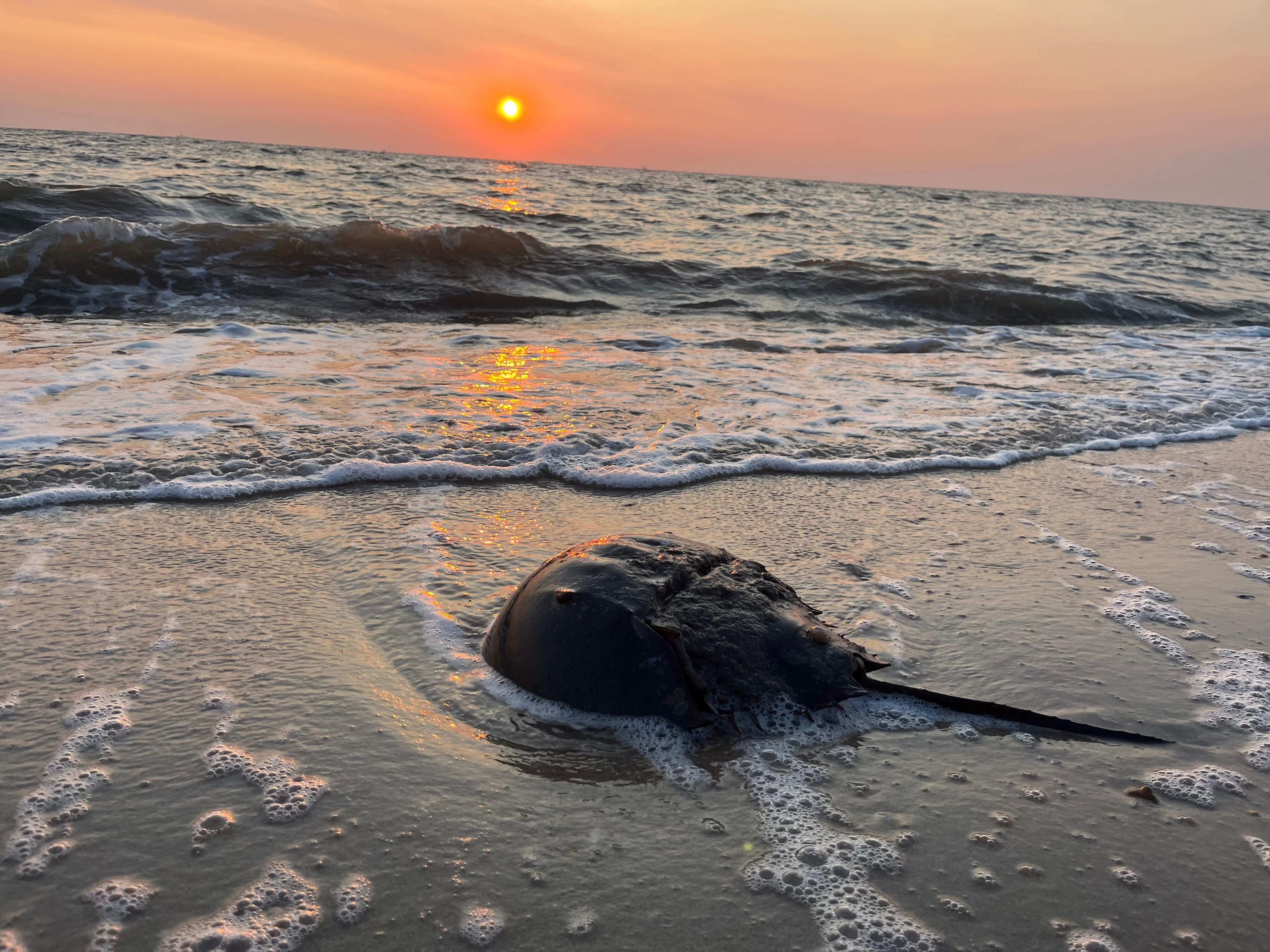 Horseshoe crab at sunrise on the beach