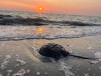 Horseshoe crab at sunrise on the beach