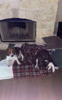 Pups even had the best vacay!