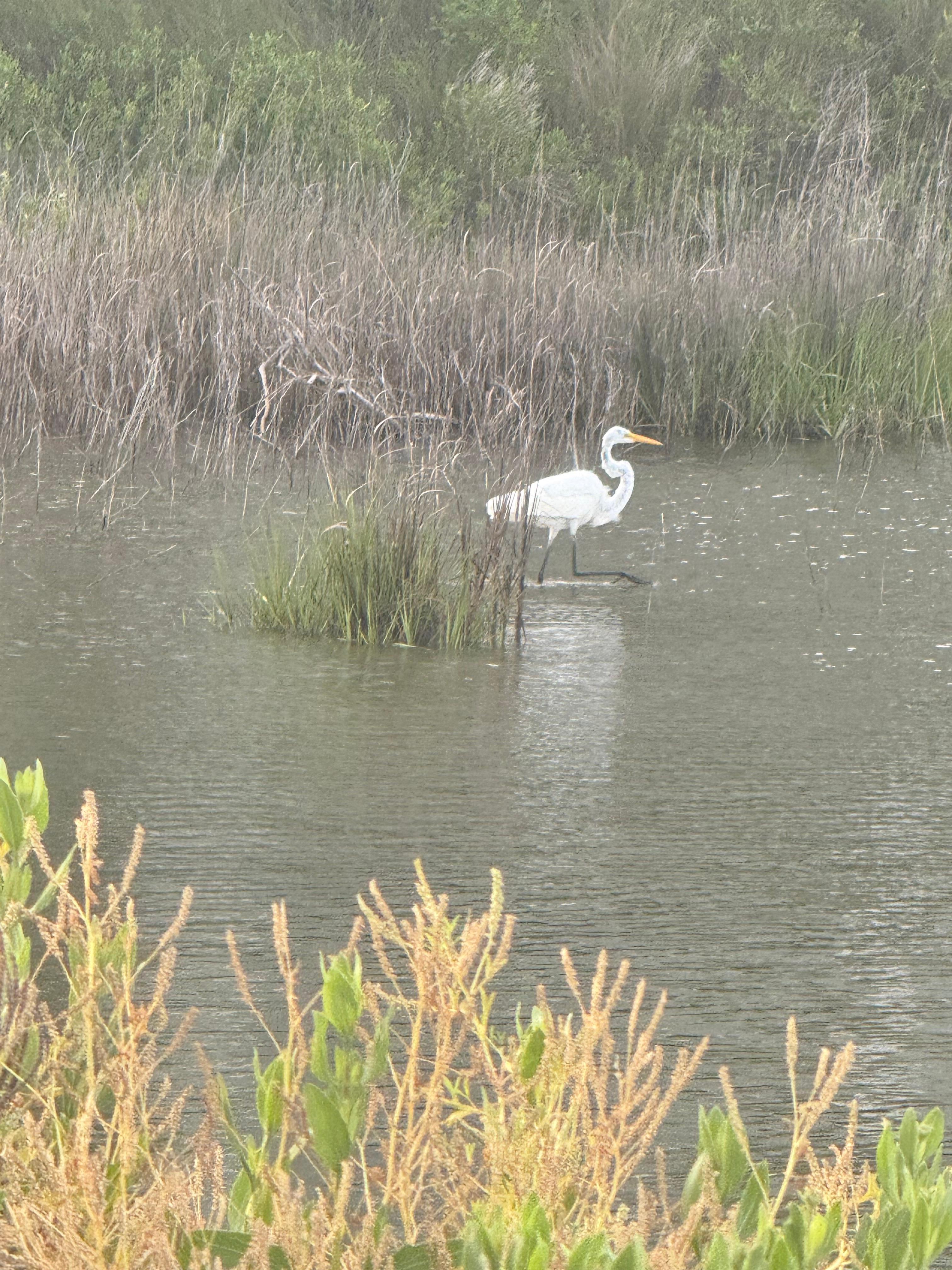 Wildlife outside our house