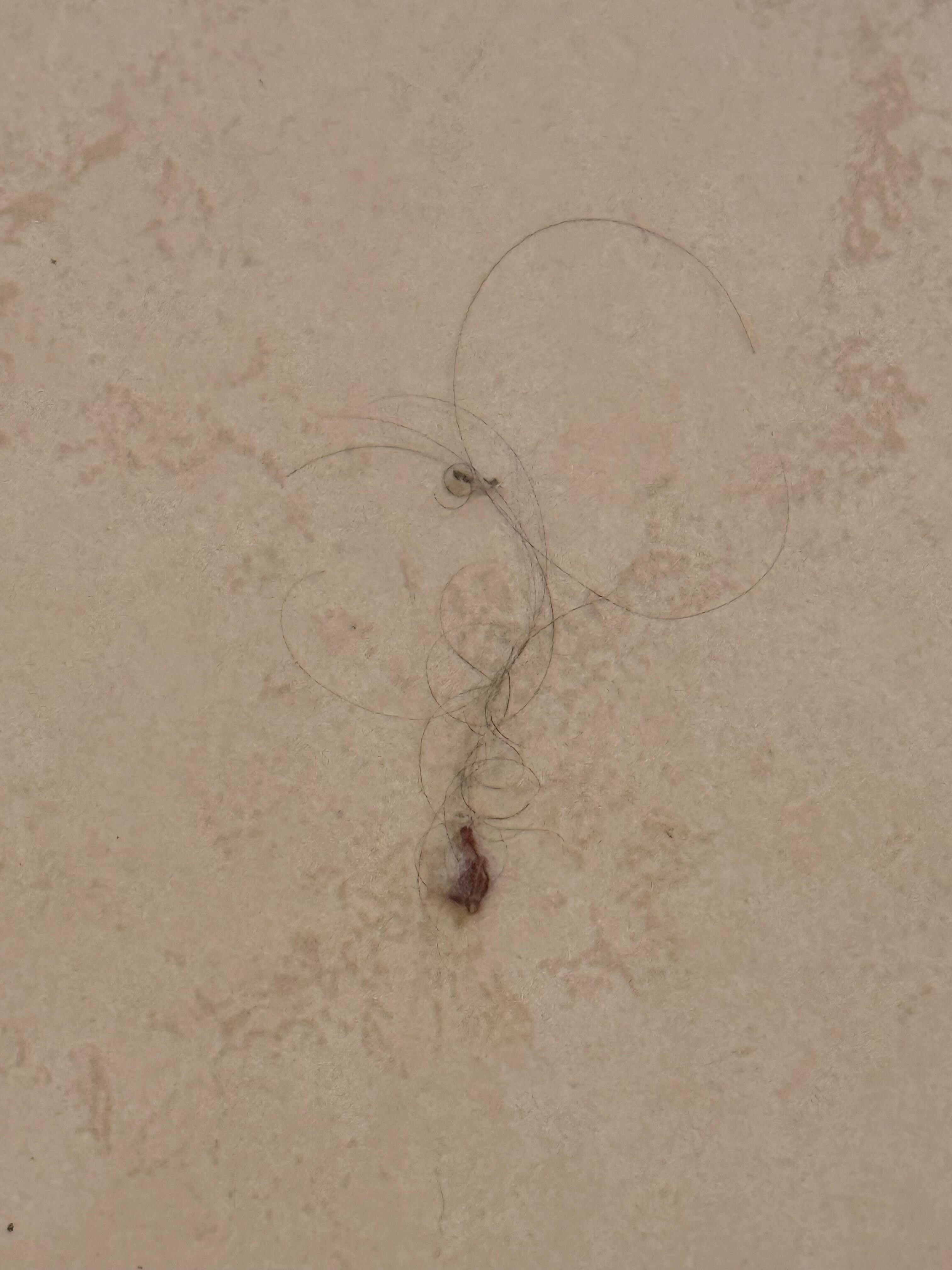 This is a hairball that was on the floor