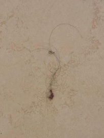 This is a hairball that was on the floor