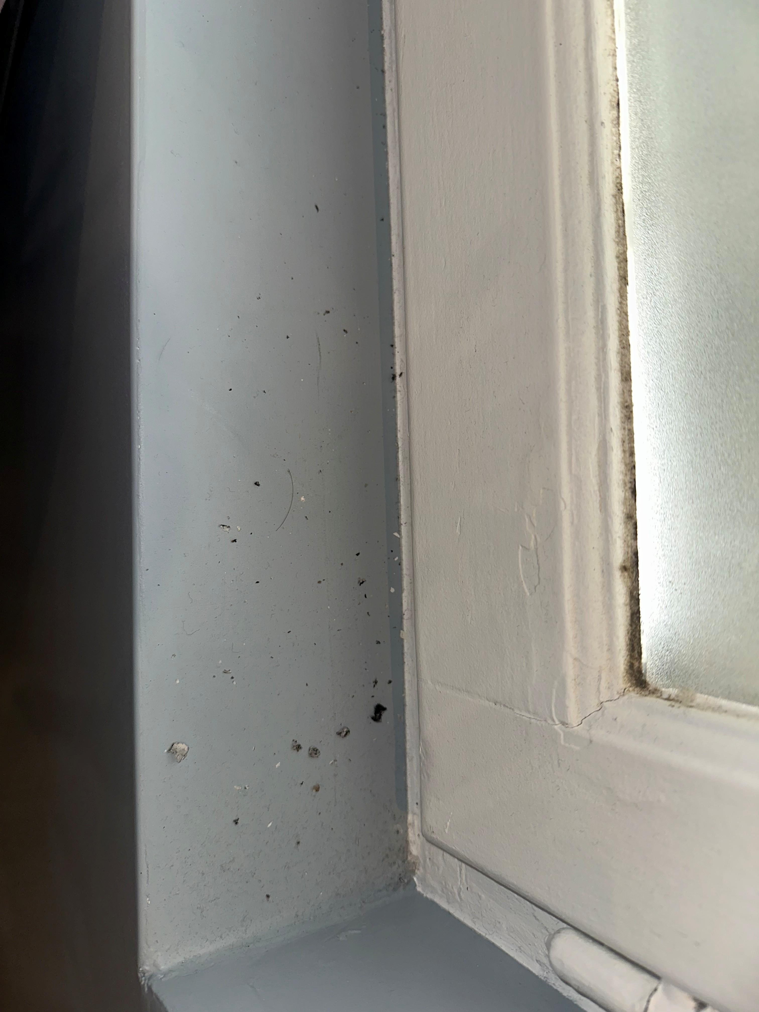 Mold on walls