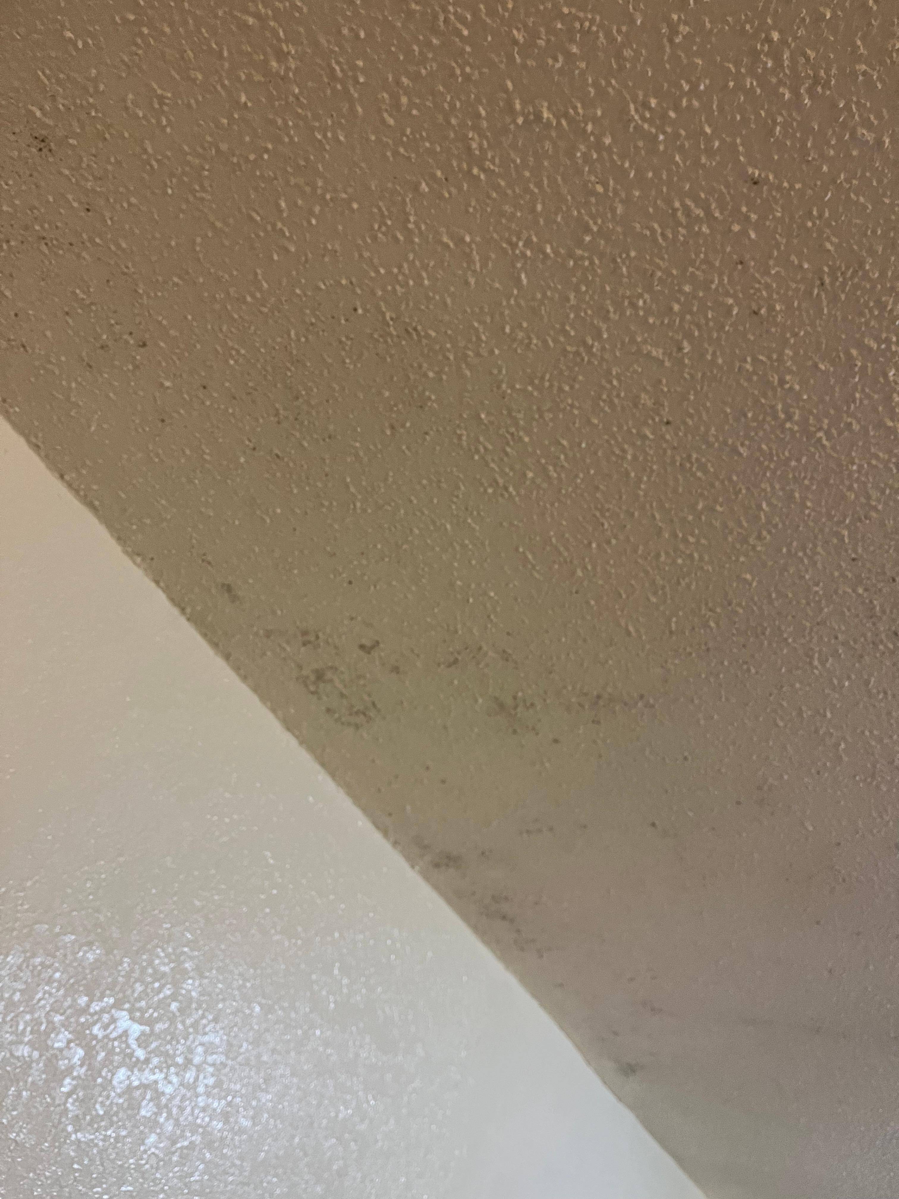 Black Mold on ceiling