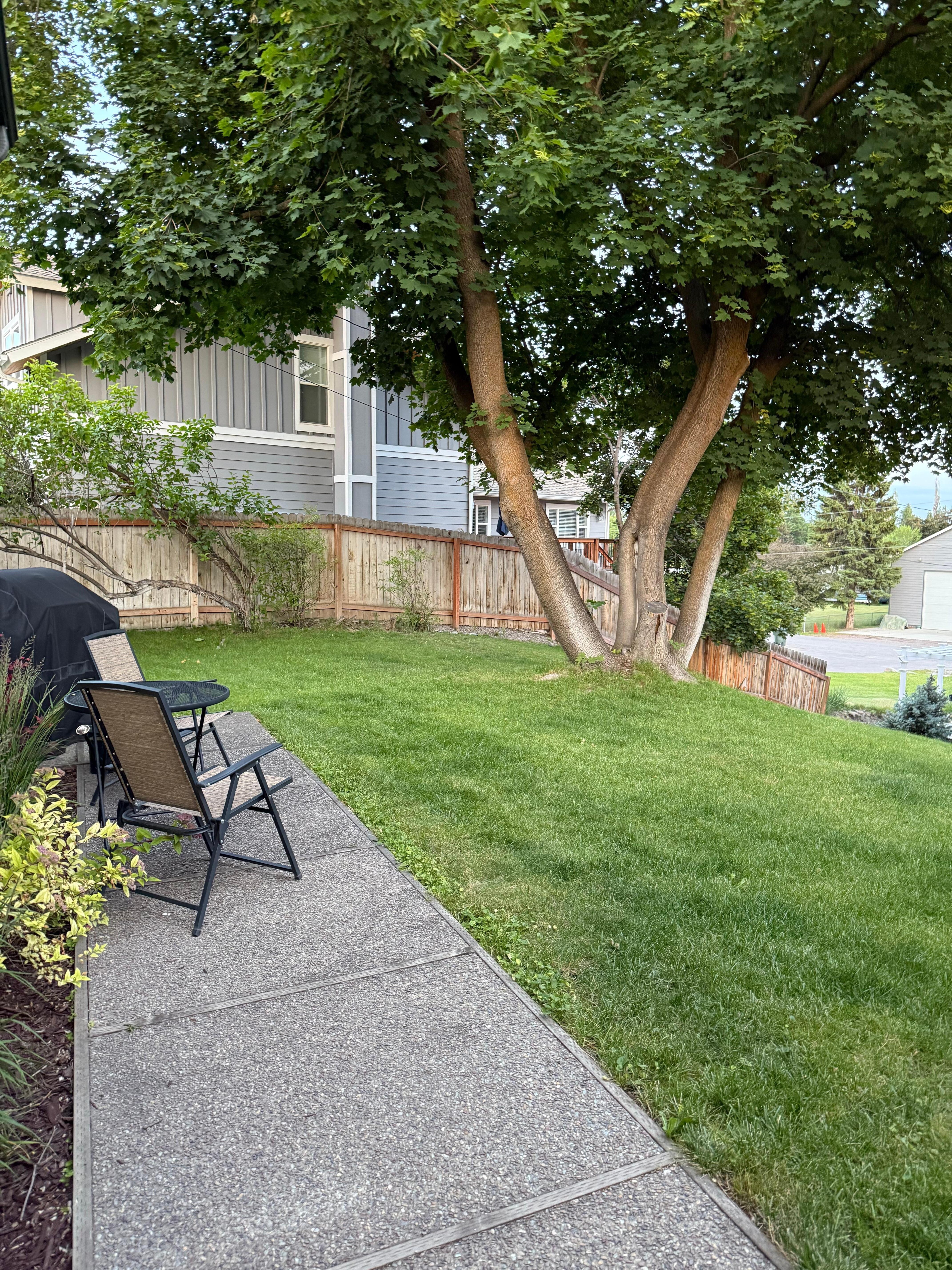 Back yard with a grill - nice and green with a big shade tree