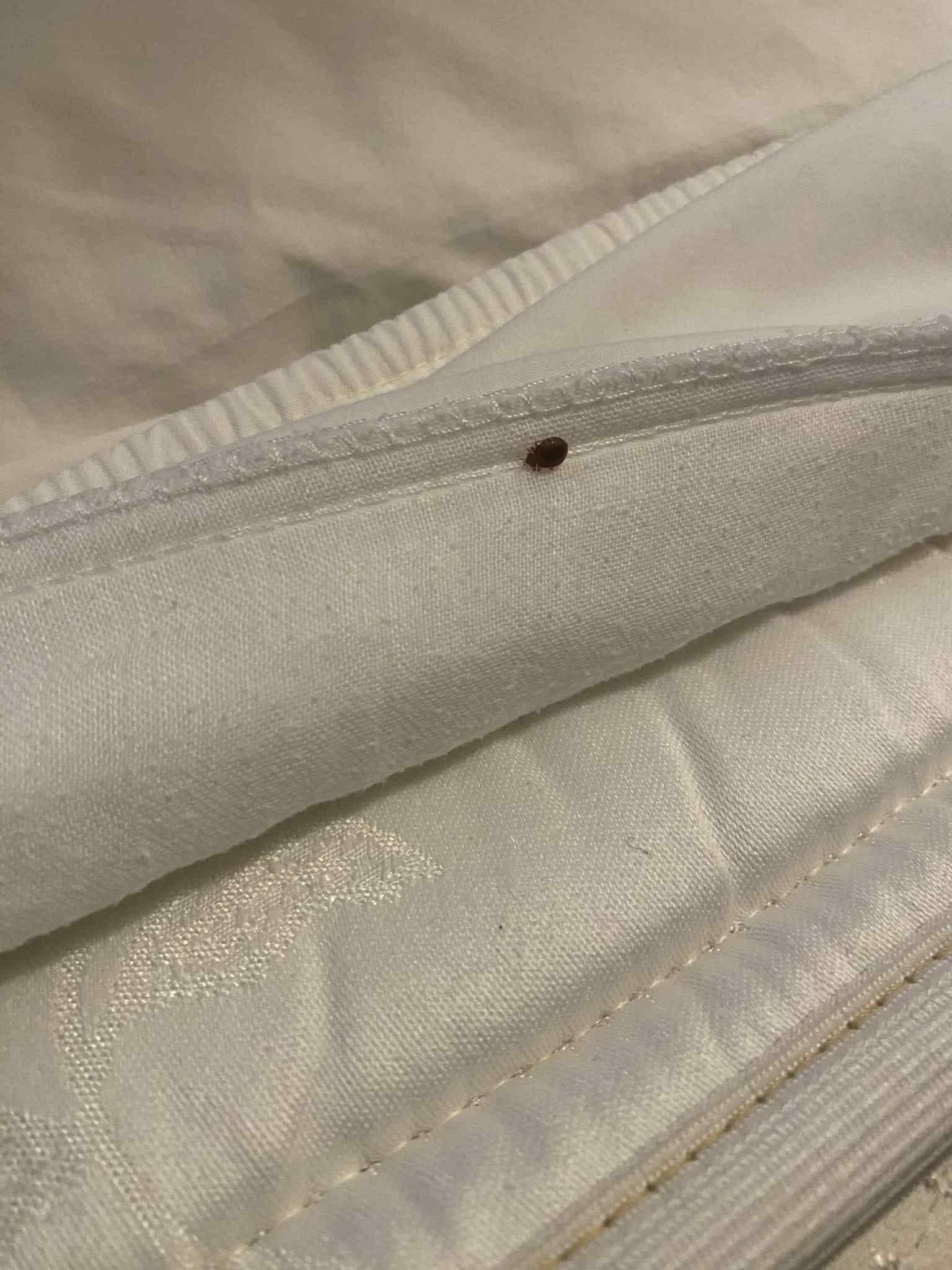 First bedbug