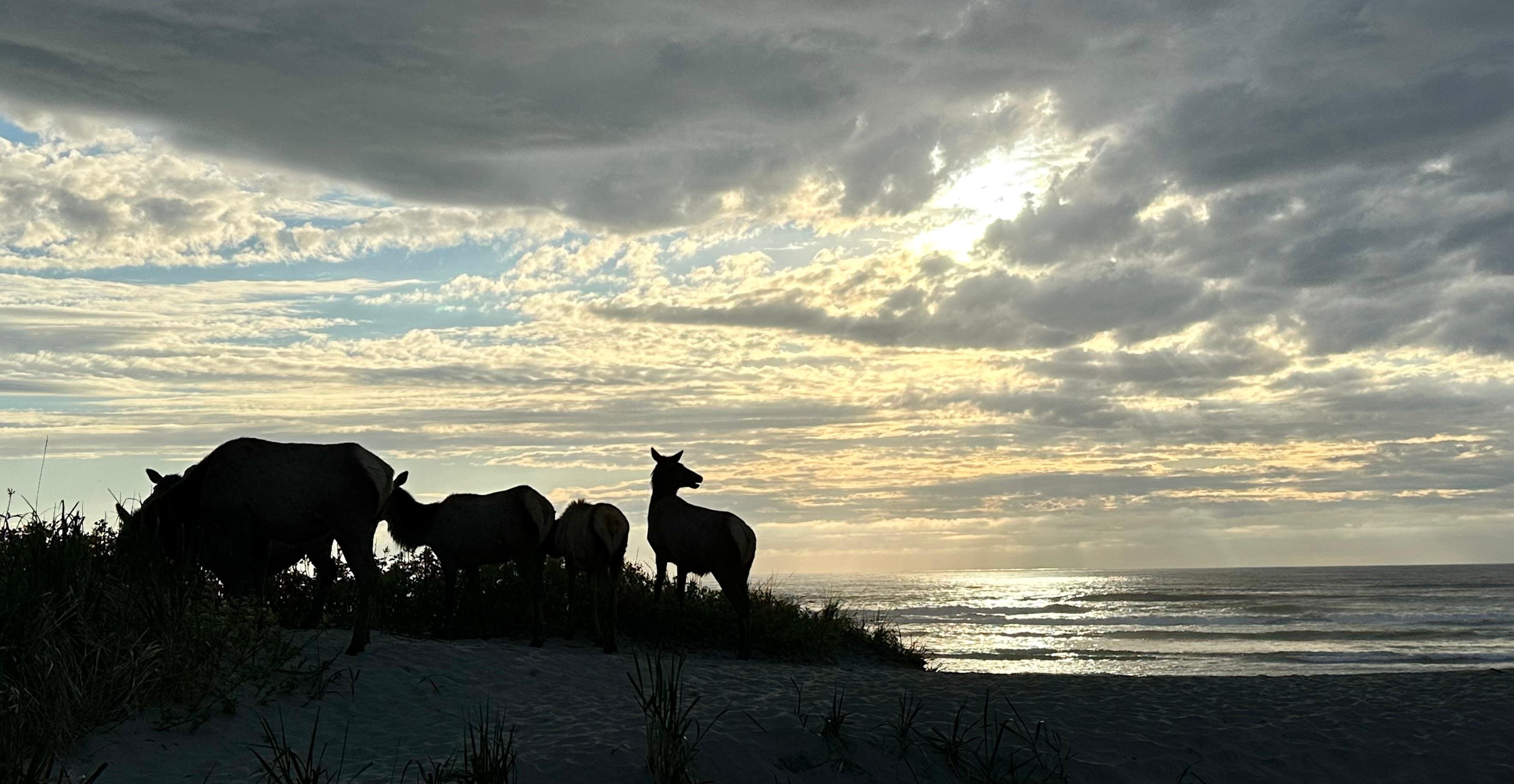 Elk on the beach