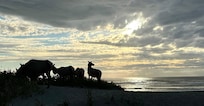 Elk on the beach