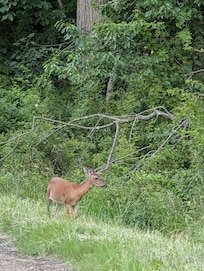 Deer in front yard
