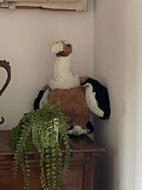 “The Condor”