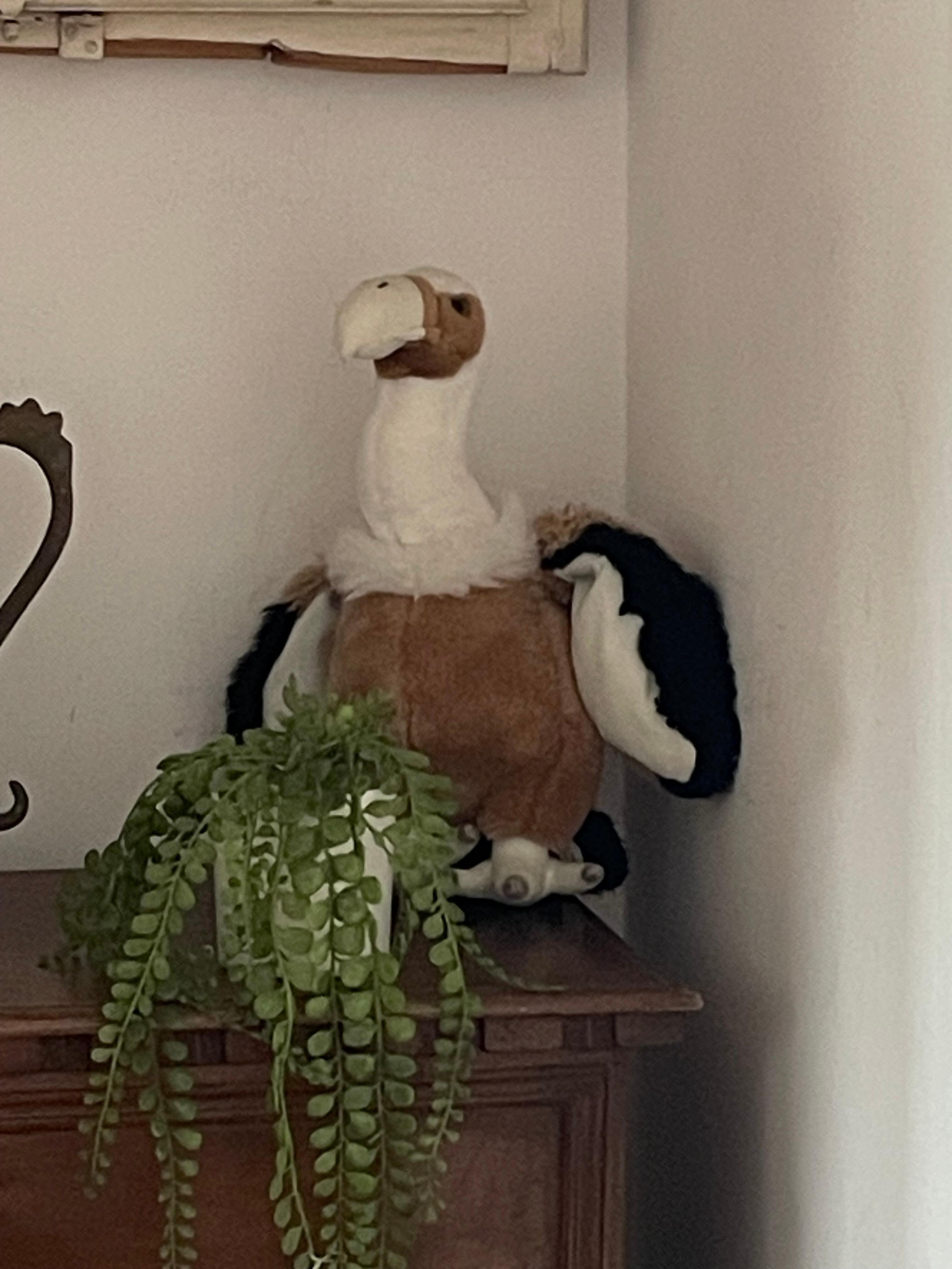 “The Condor”