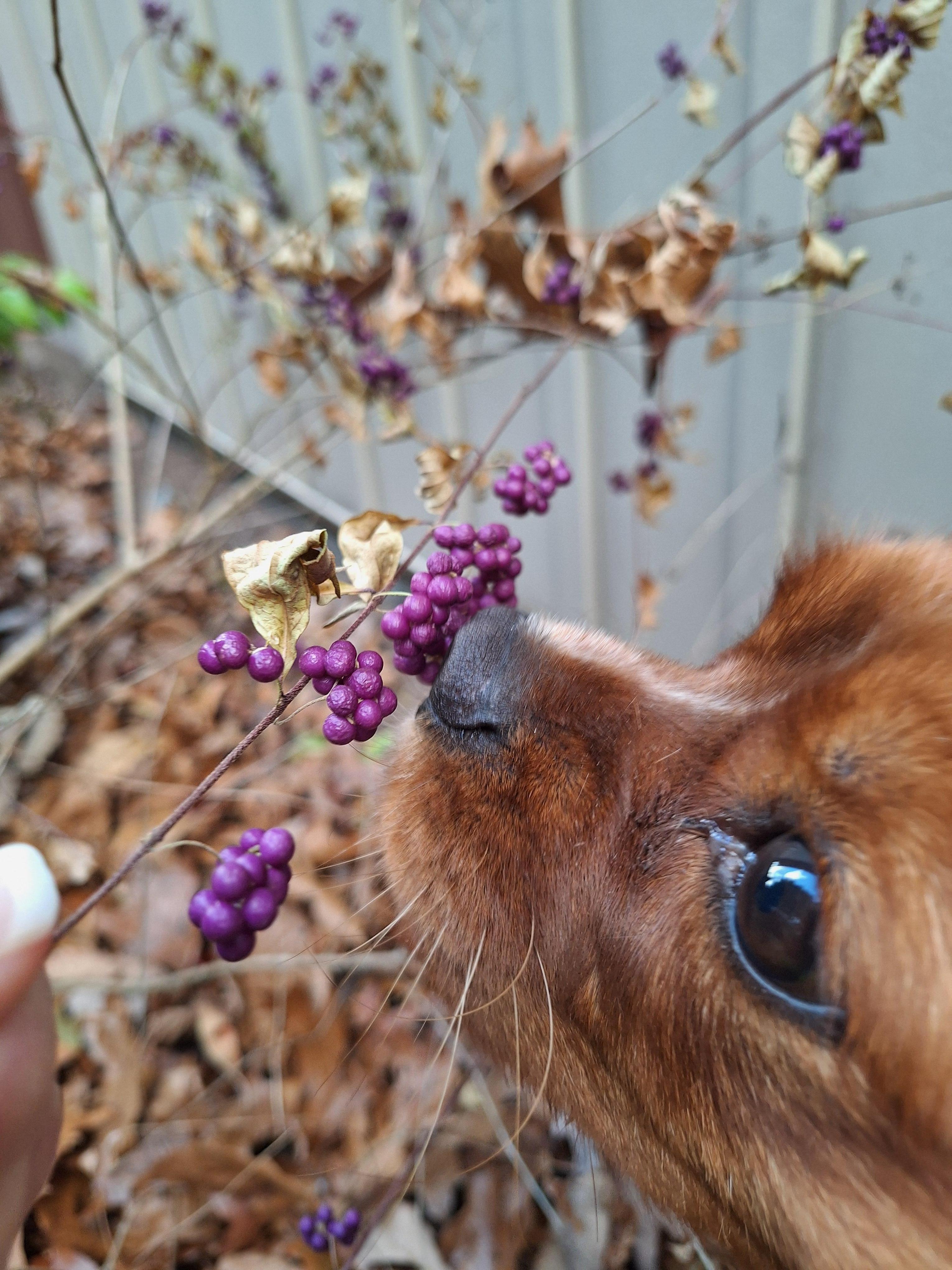 Our pup enjoying the American Beauty Berry (and other shrubs) around the home. 