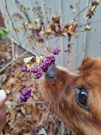 Our pup enjoying the American Beauty Berry (and other shrubs) around the home.