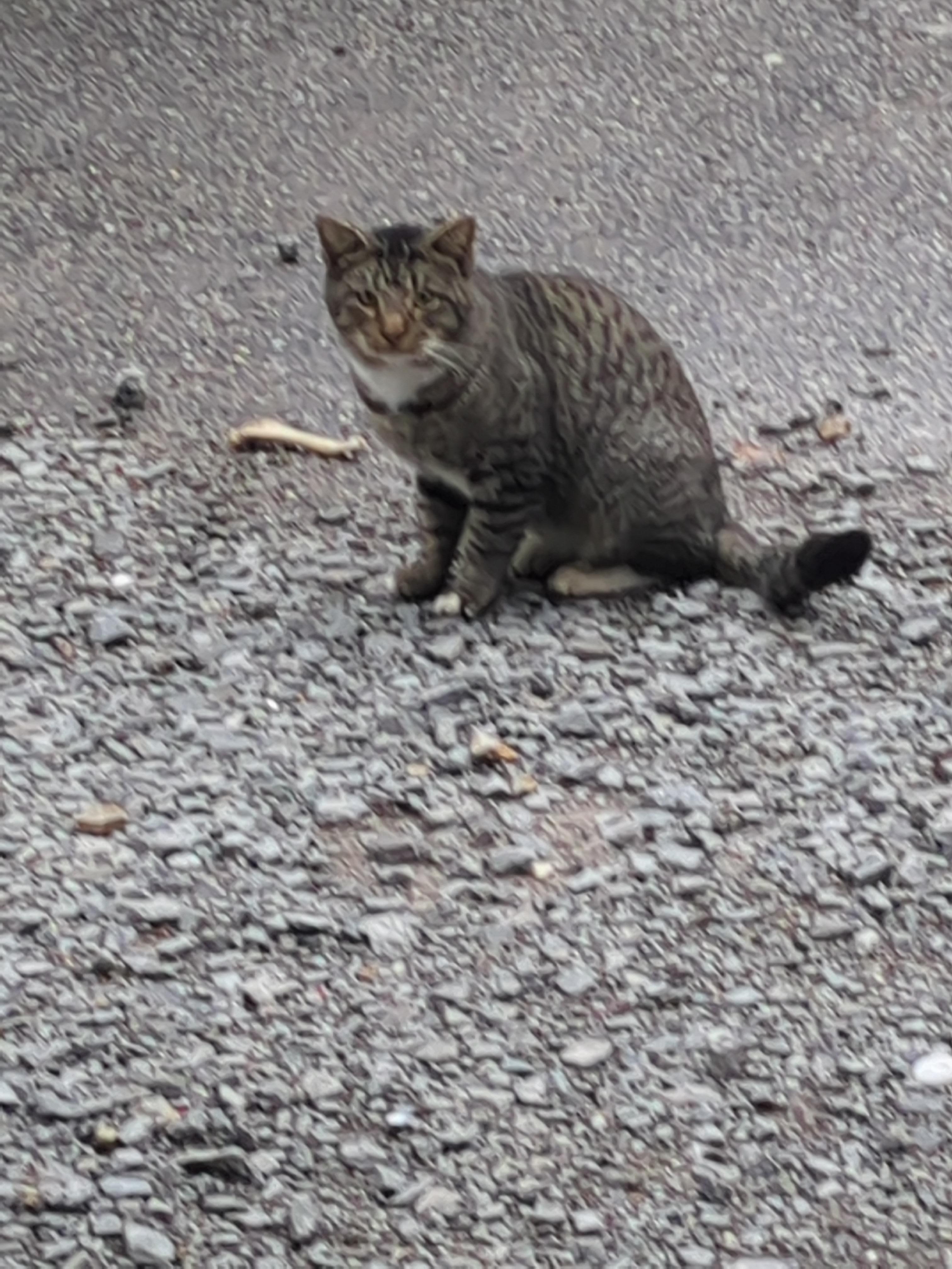 This is one of the guard cats.