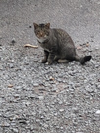 This is one of the guard cats.