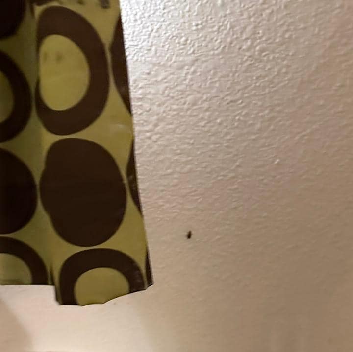 Roaches