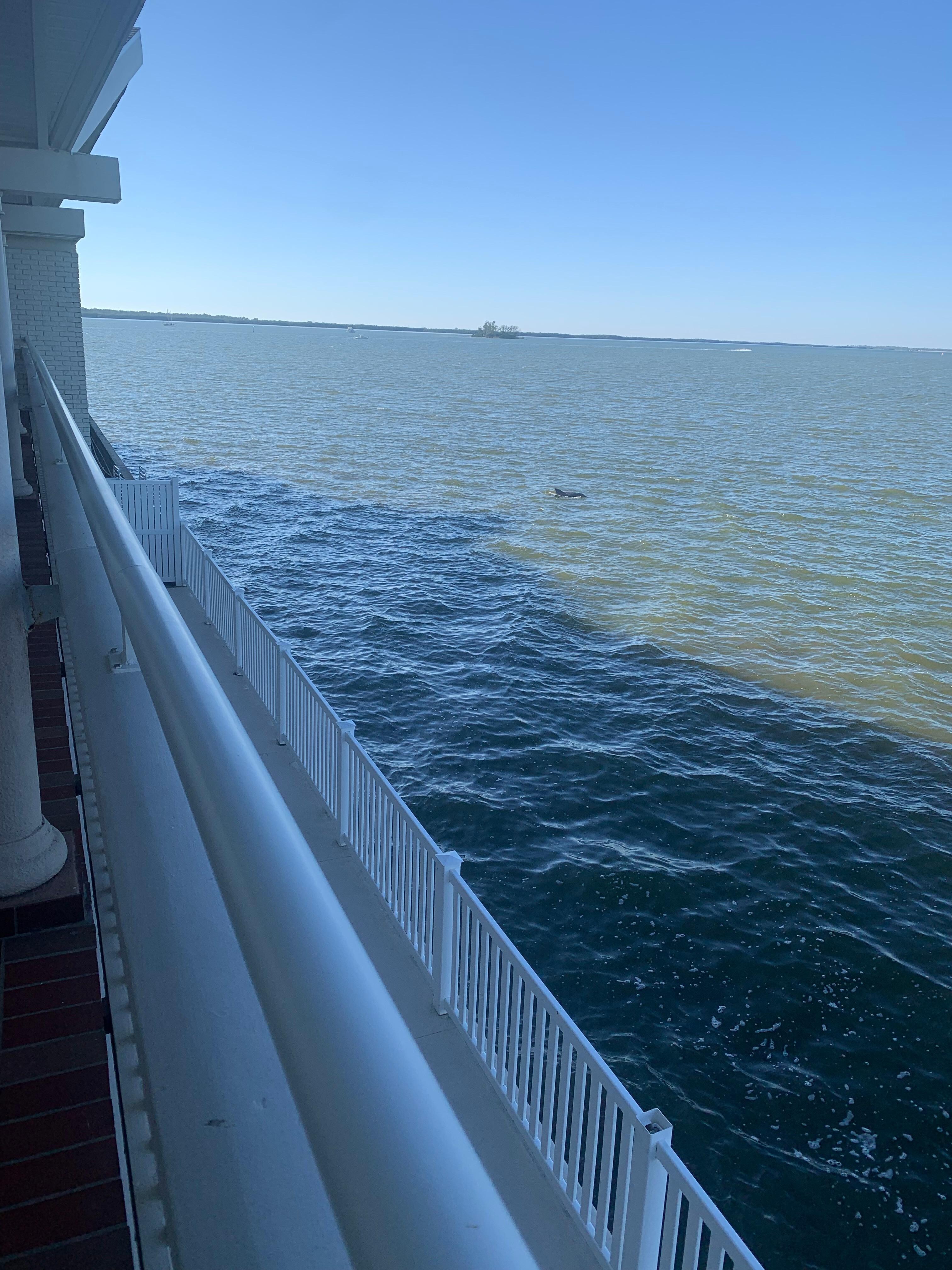 Dolphin swimming right outside room