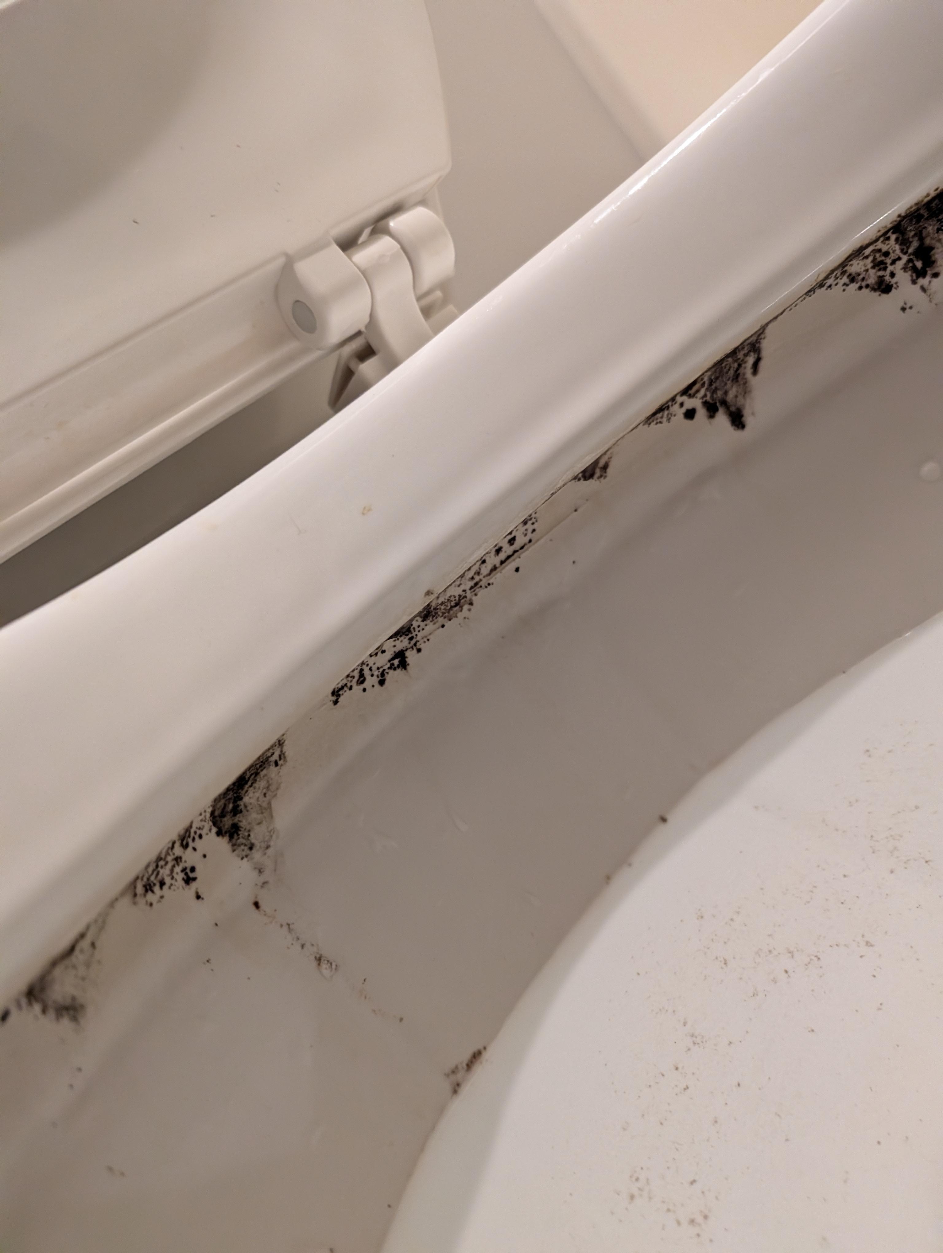 Mold under toilet seat