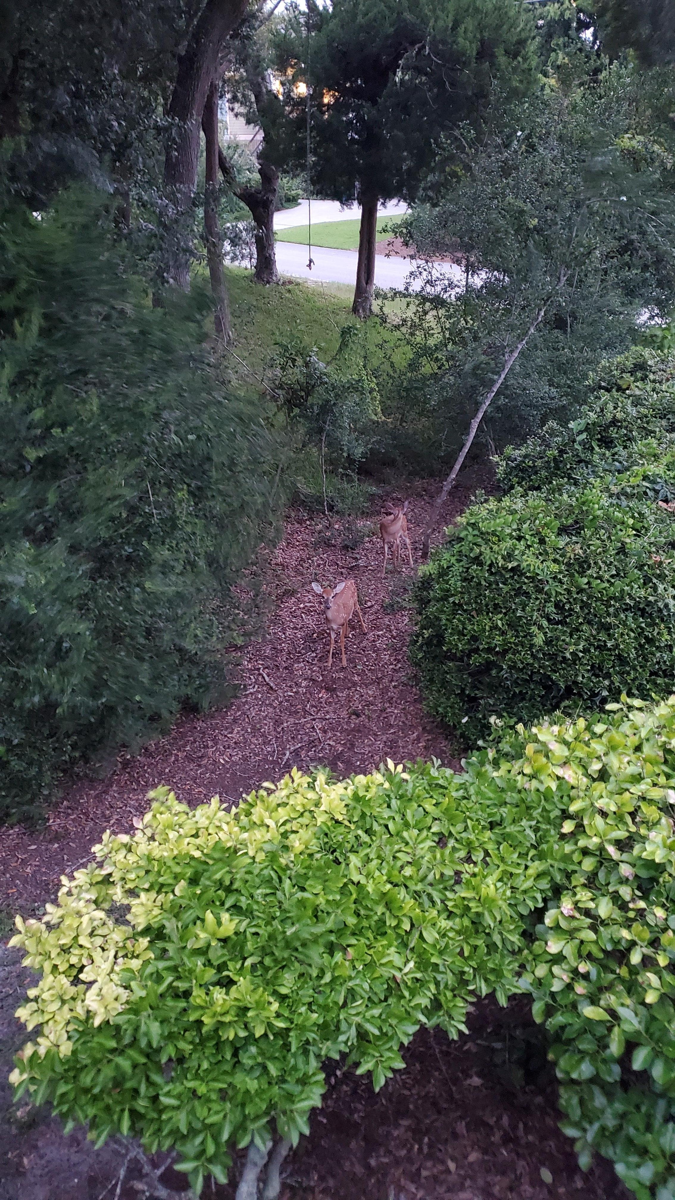 Two little fawns in the side yard