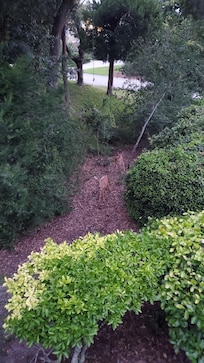 Two little fawns in the side yard