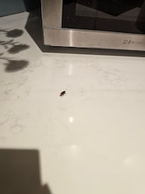 adult cockroach with egg sac on kitchen counter