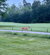 Sighting while sitting outside the house