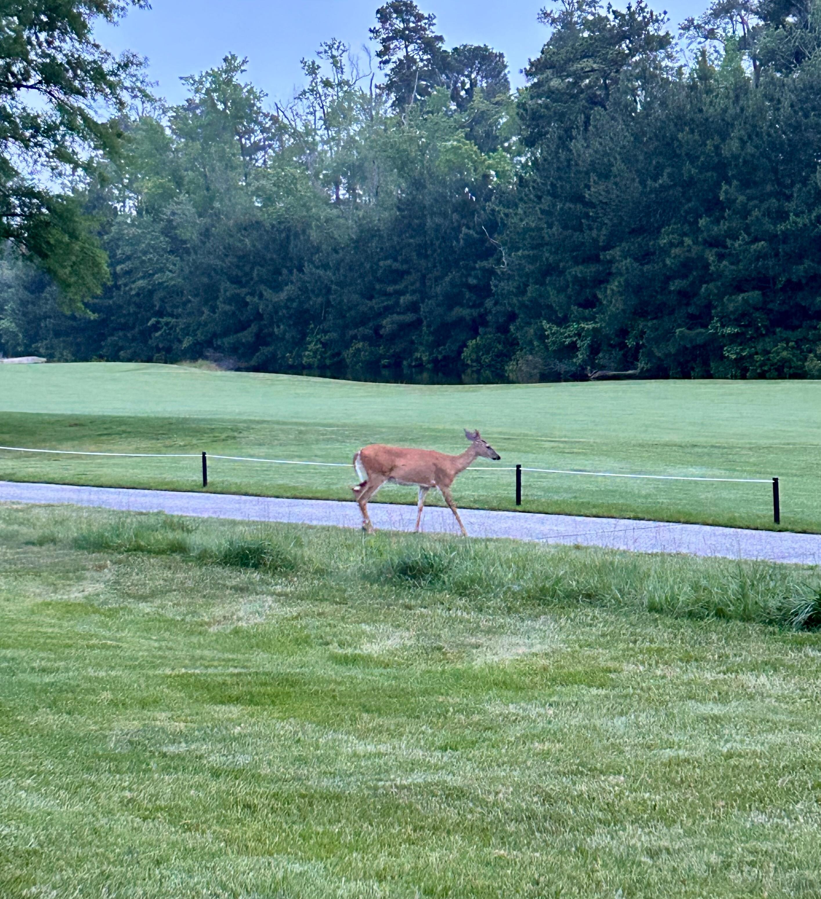 Sighting while sitting outside the house 