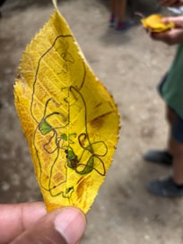 Art by Nature