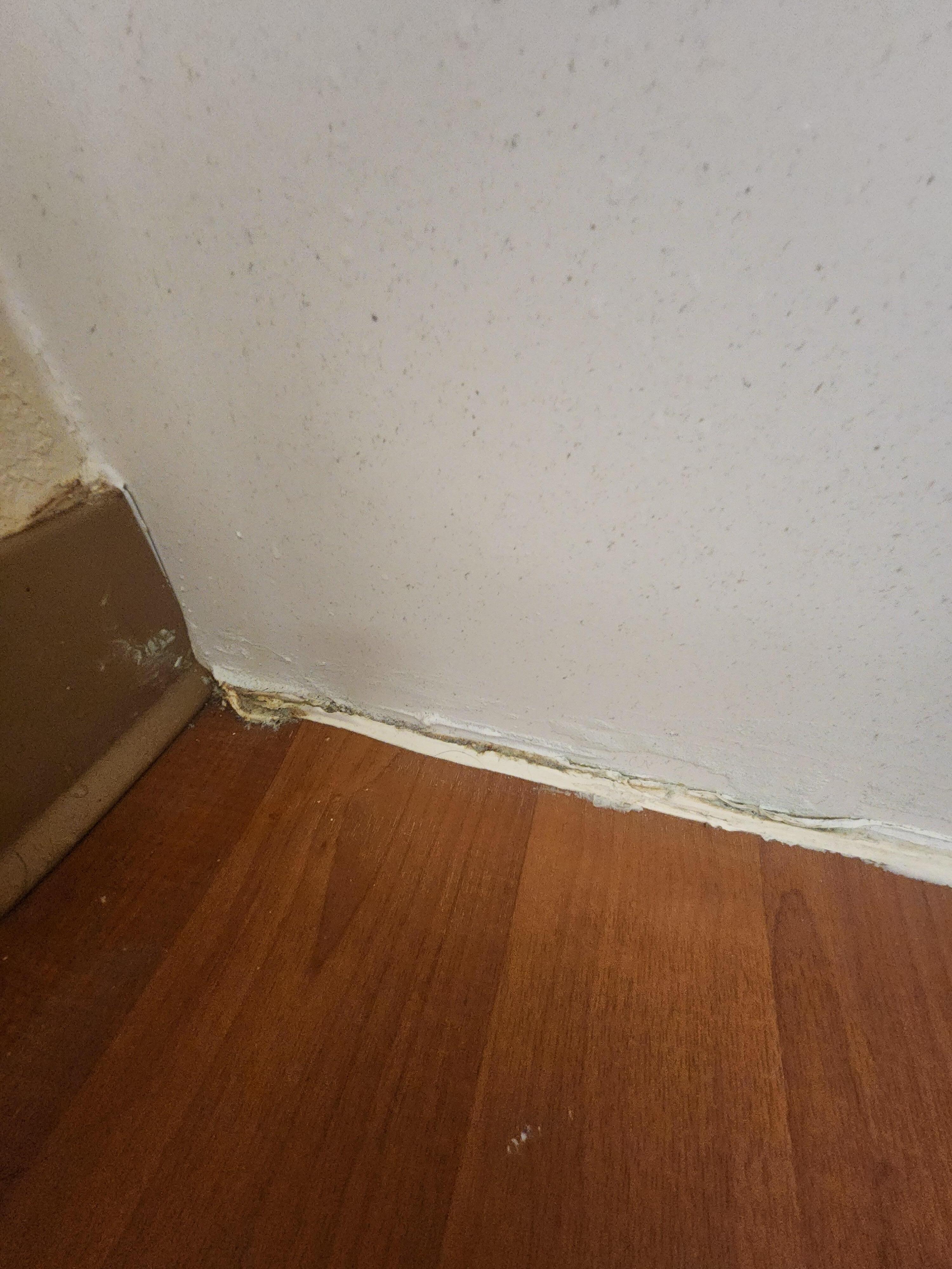 Mold 