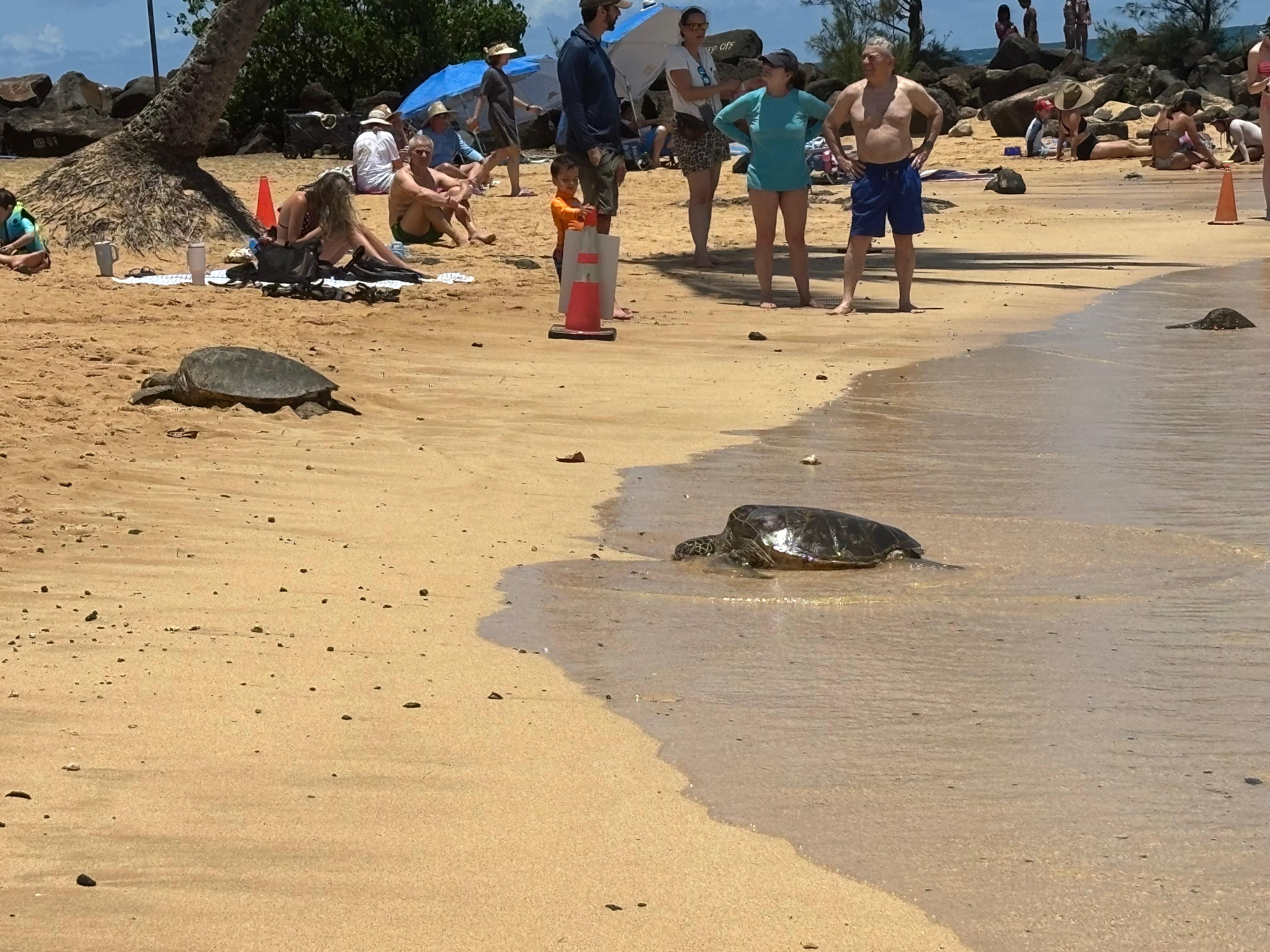 Poipu beach