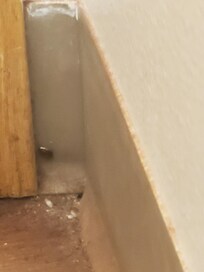Live roach that got away
