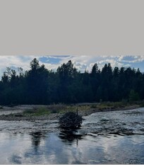 This was the Bitterroot River right outside the property and this beaver dam was amazing.