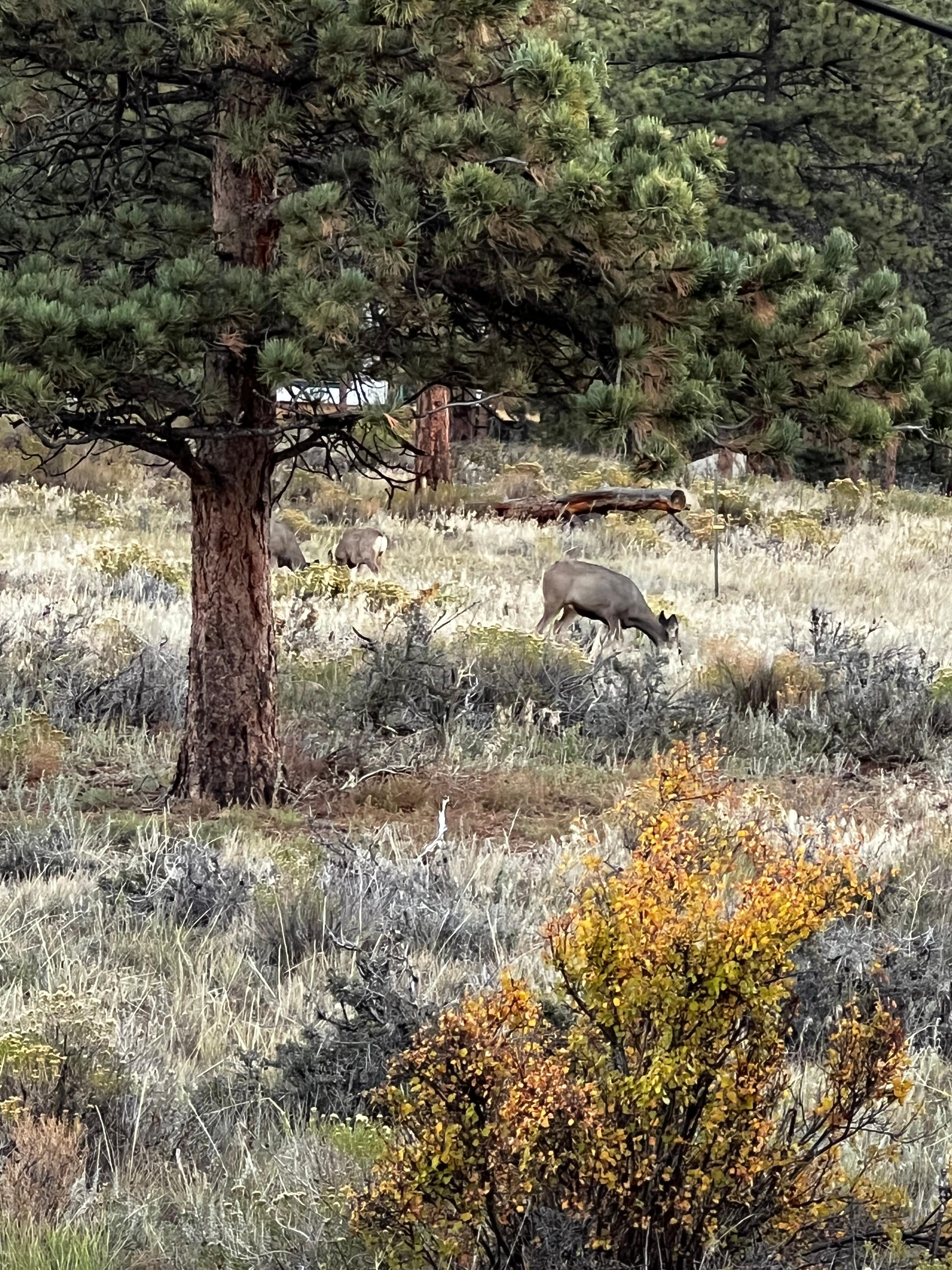 Deer in the backyard. 