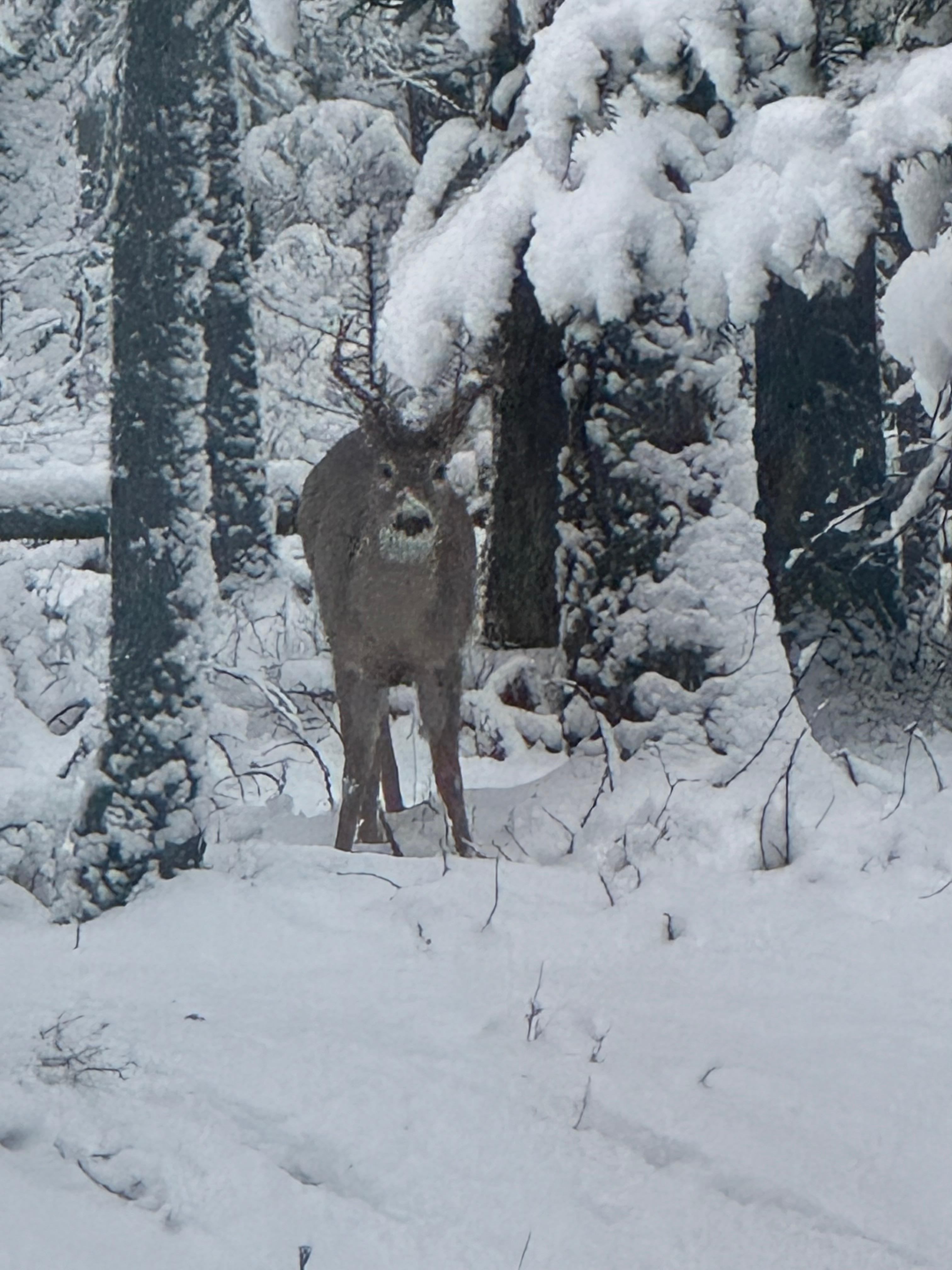 Our daily visitor, from the kitchen window. 