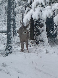 Our daily visitor, from the kitchen window.