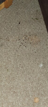 mouse droppings