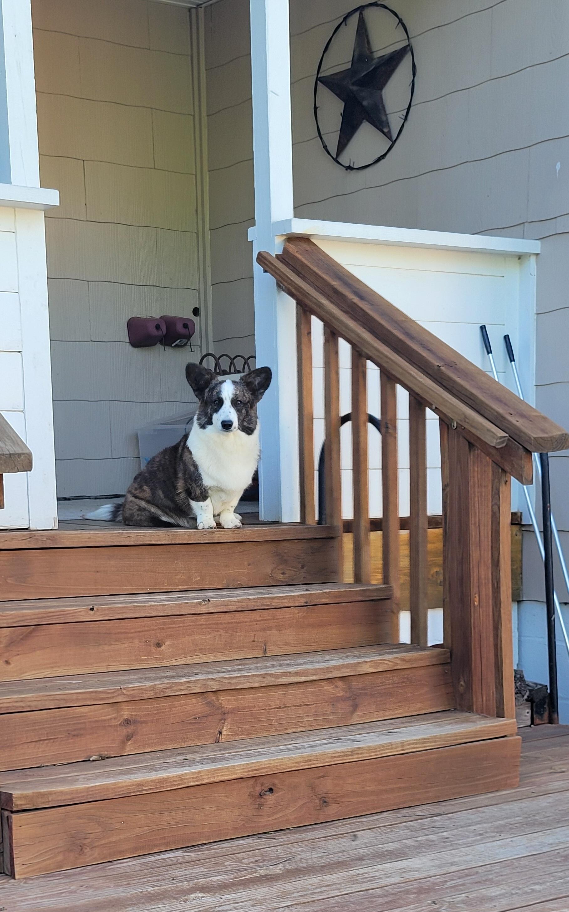 Rowyn liked her Lookout spot at the top of the back stair porch